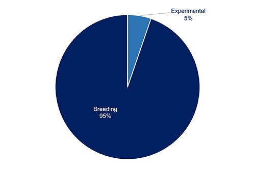 Pie chart showing 95% of scientific procedures using zebrafish in 2022 were related to the breeding of genetically altered and 5% experimental